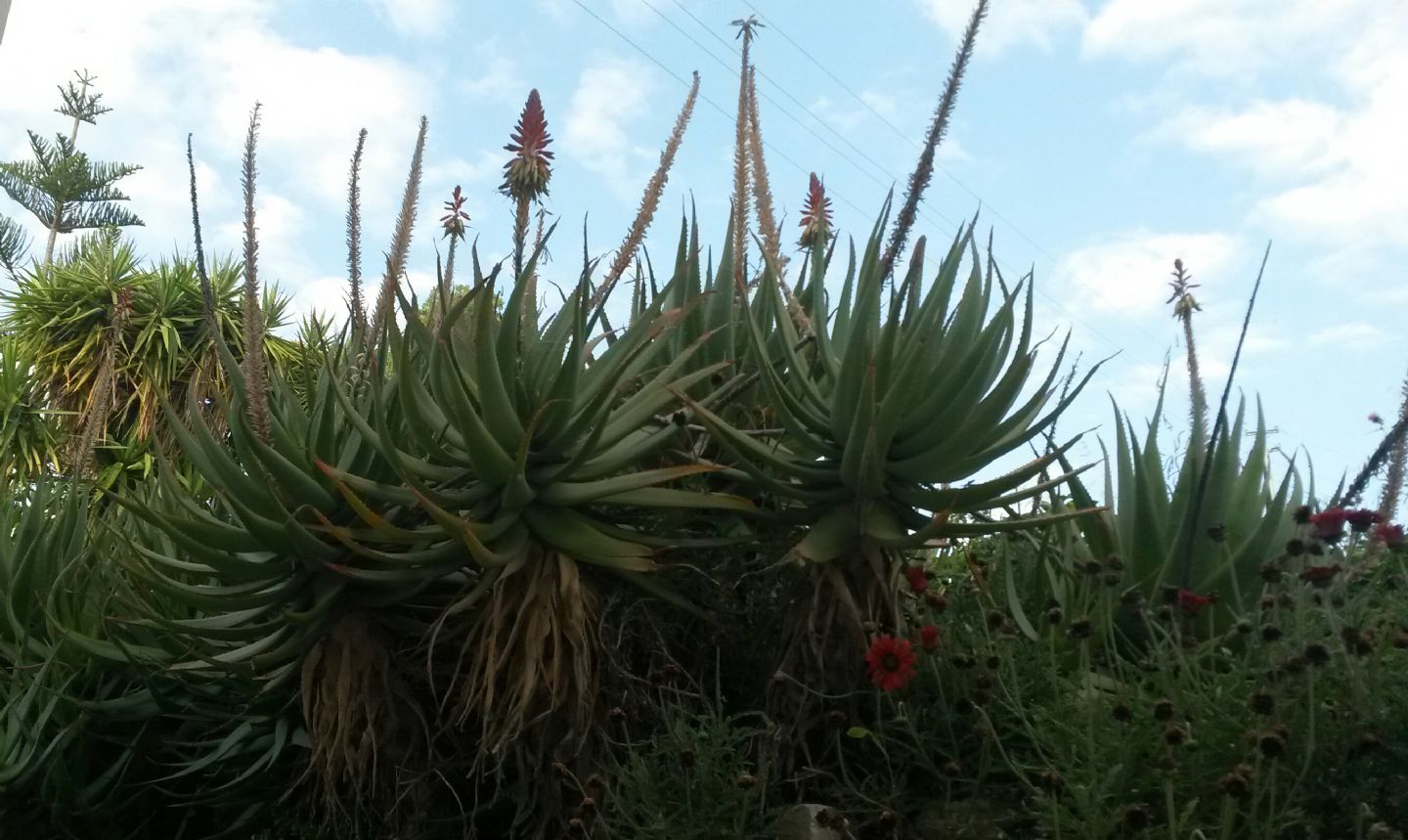 Aloe Arborescens ?